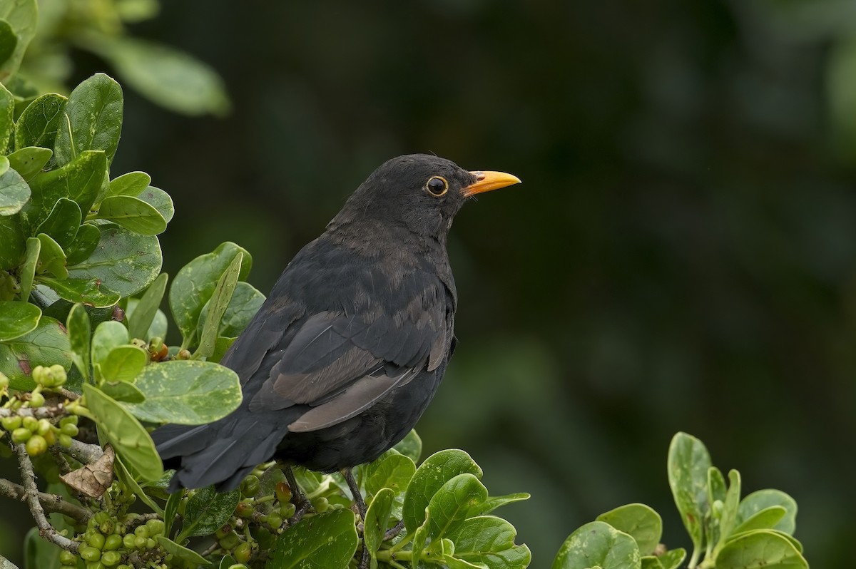 Eurasian Blackbird - Cody Matheson