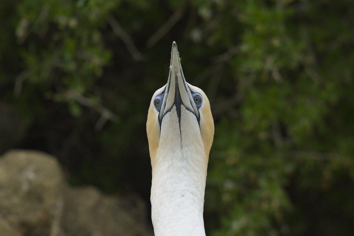 Australasian Gannet - Cody Matheson