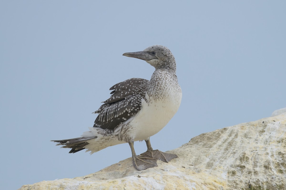 Australasian Gannet - Cody Matheson