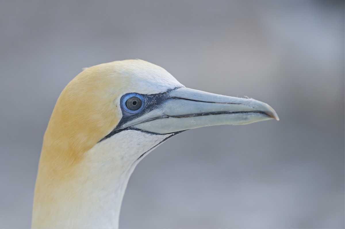 Australasian Gannet - Cody Matheson