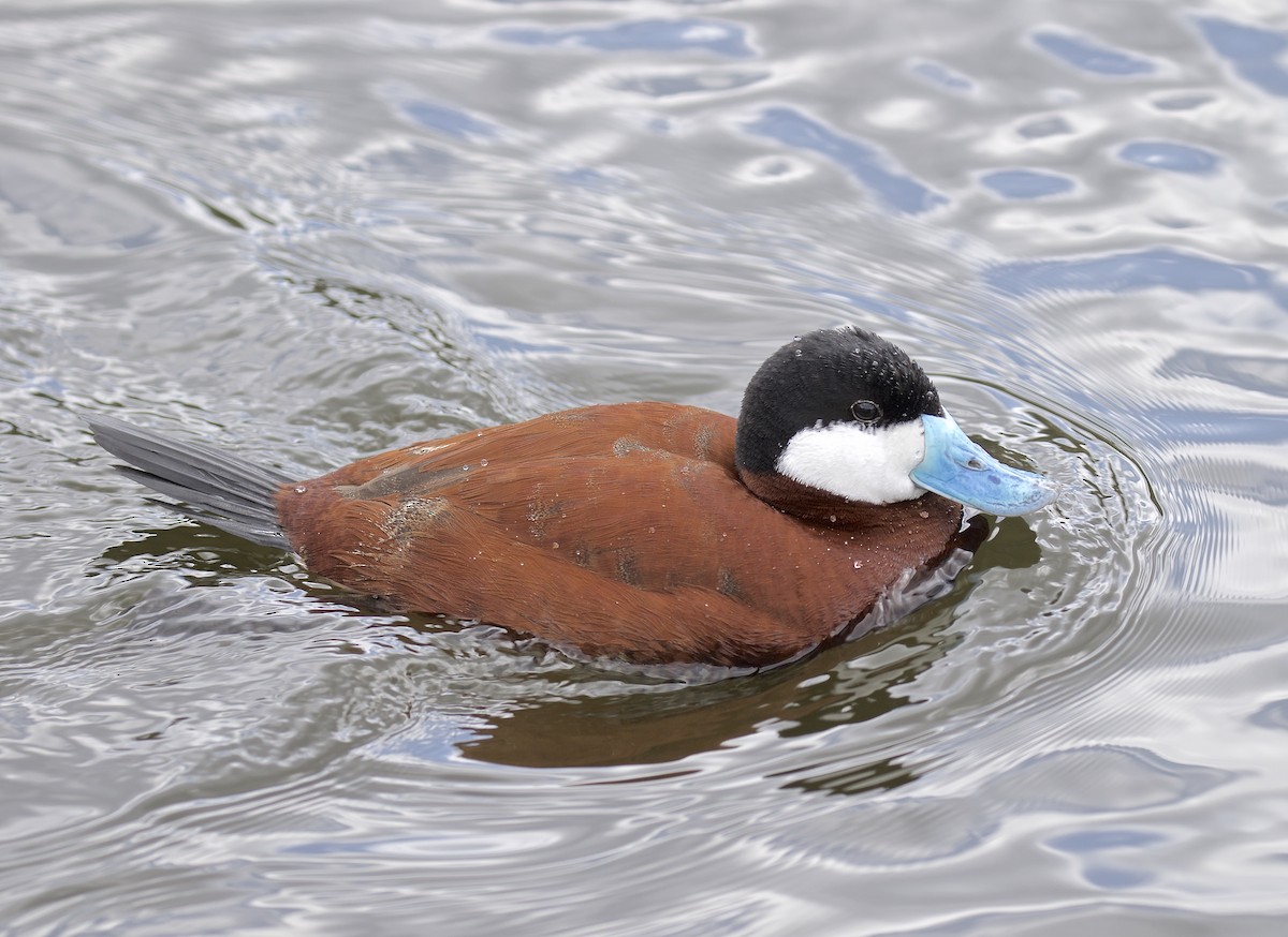 Ruddy Duck - ML615509971