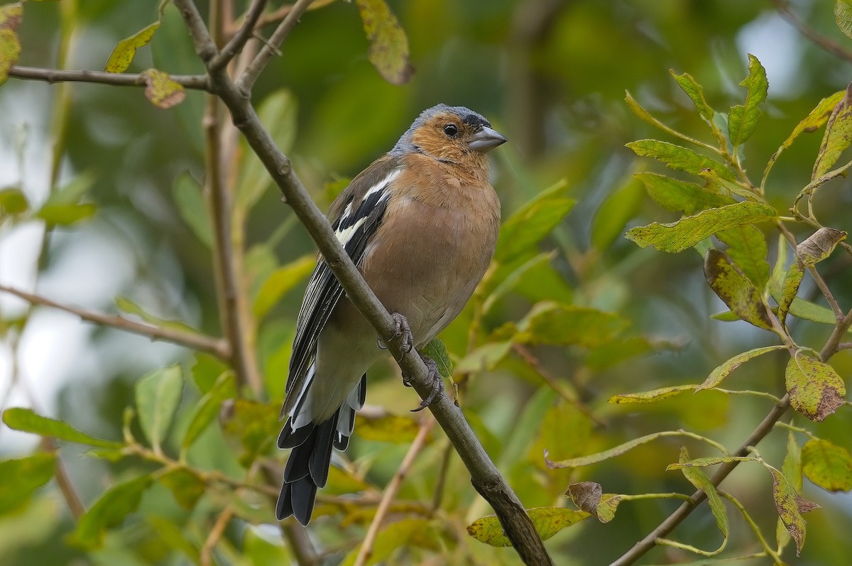 Common Chaffinch - Cody Matheson