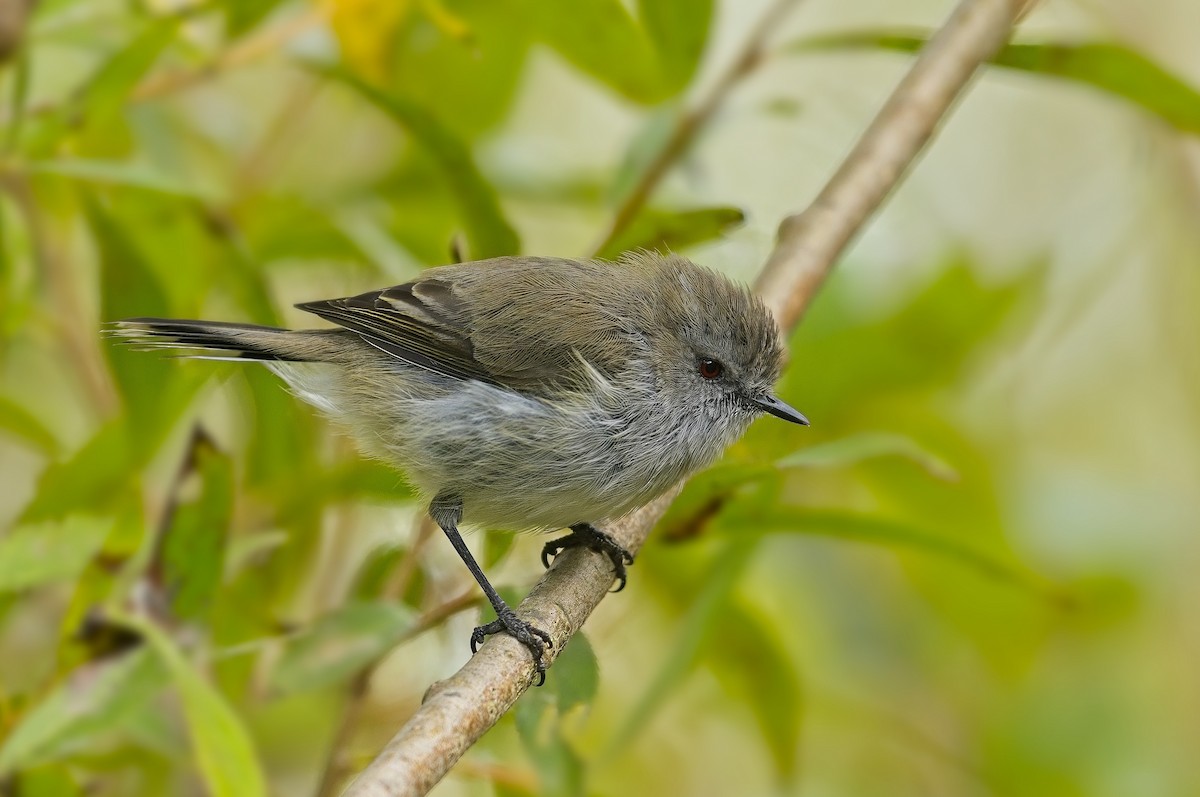 Gray Gerygone - ML615509999