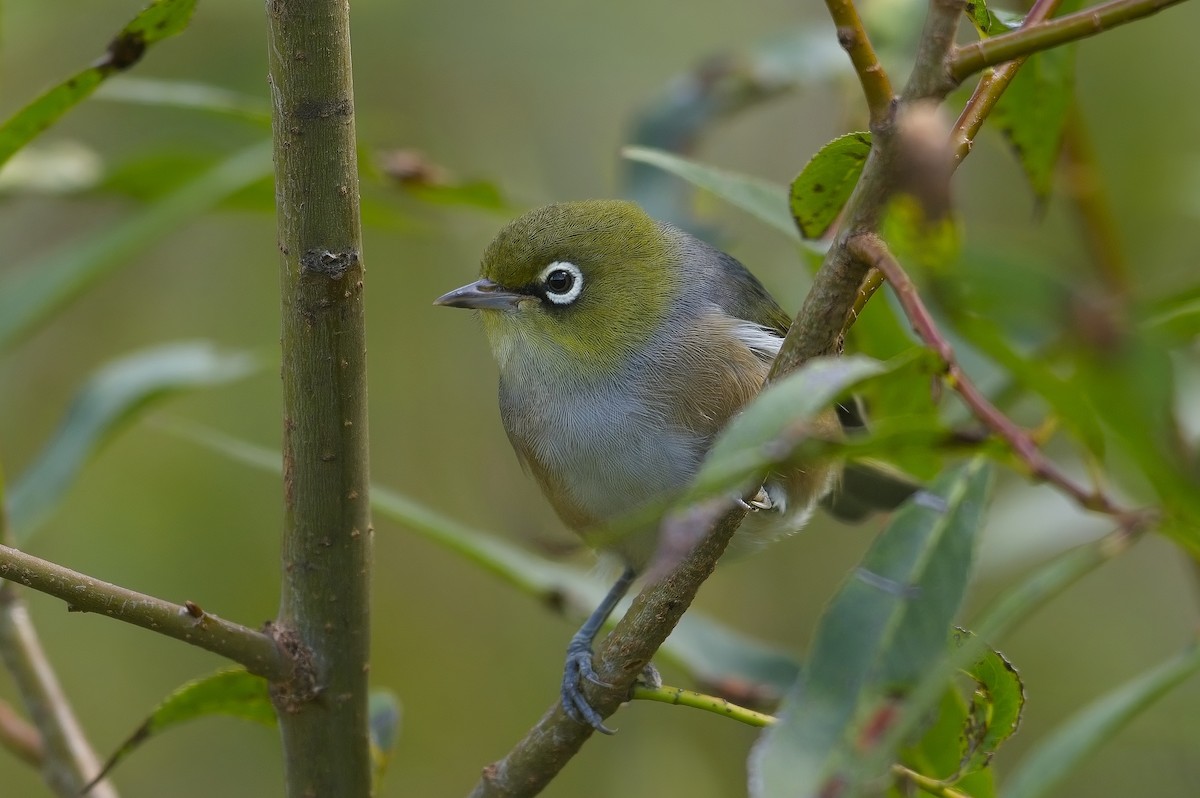 Silvereye - Cody Matheson