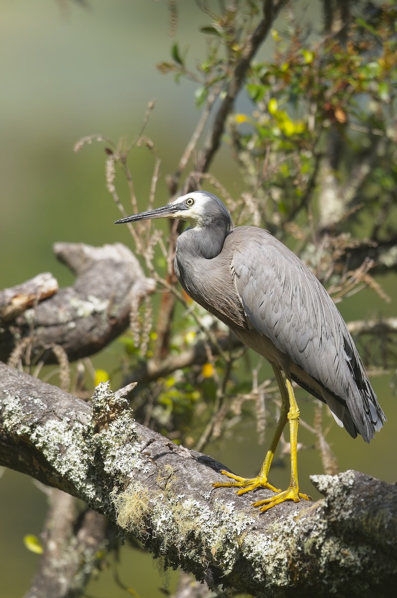 White-faced Heron - Cody Matheson