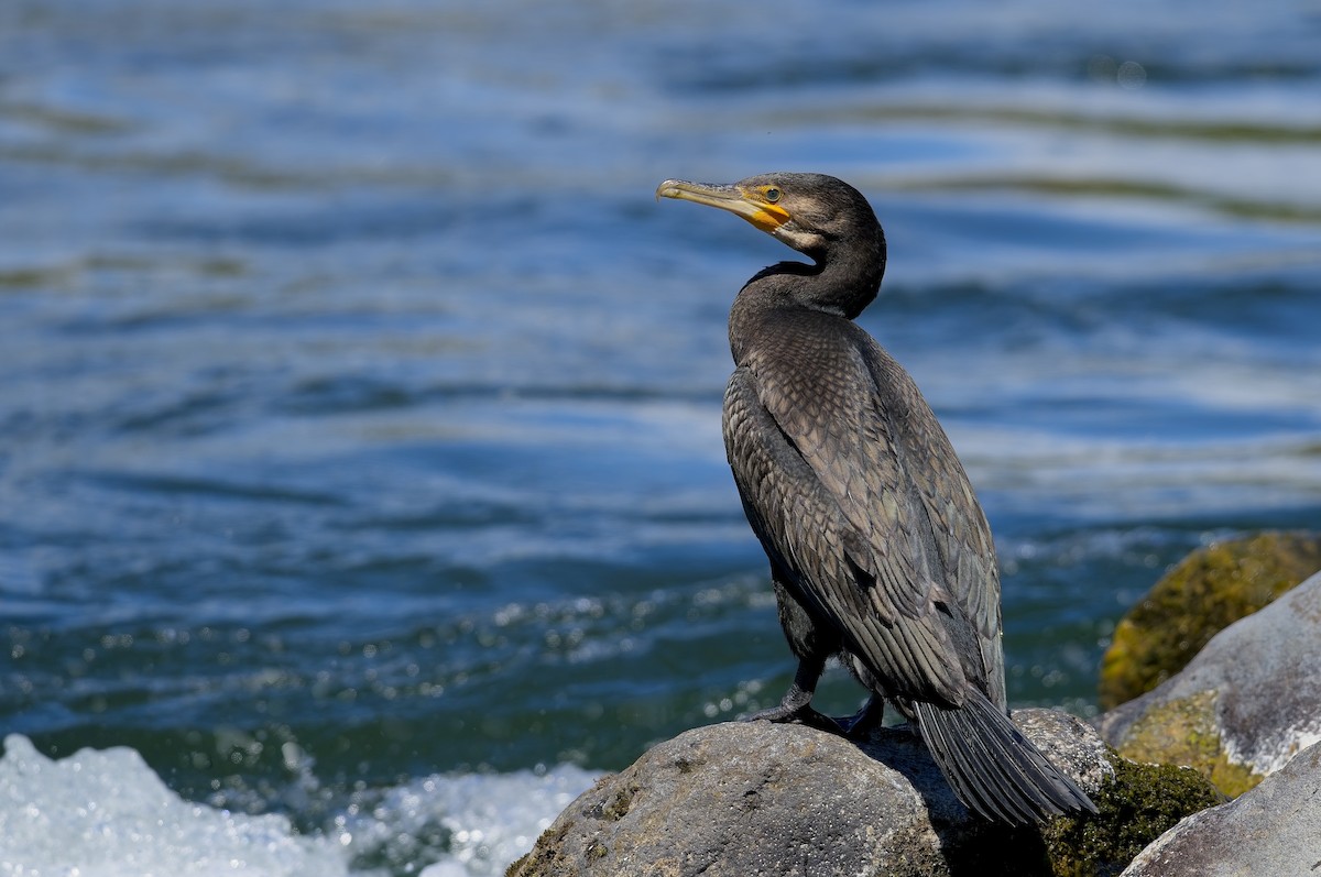 Great Cormorant - Cody Matheson