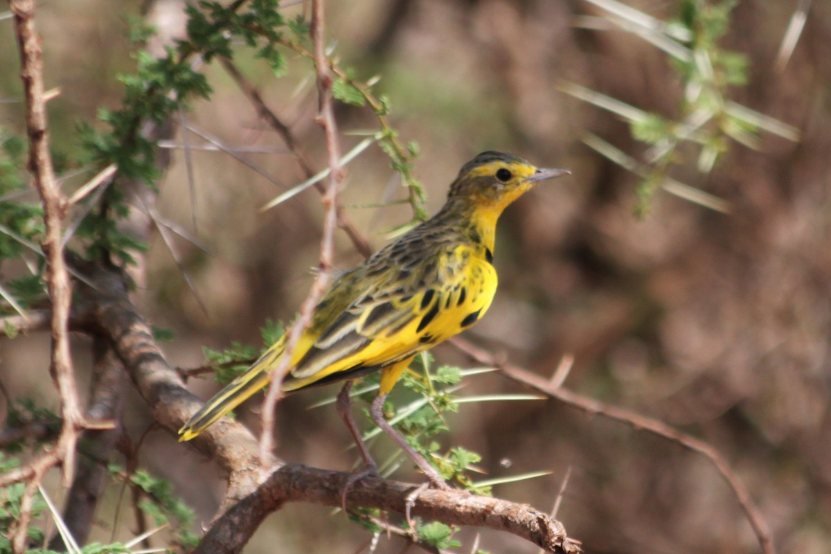 Golden Pipit - ML615510044