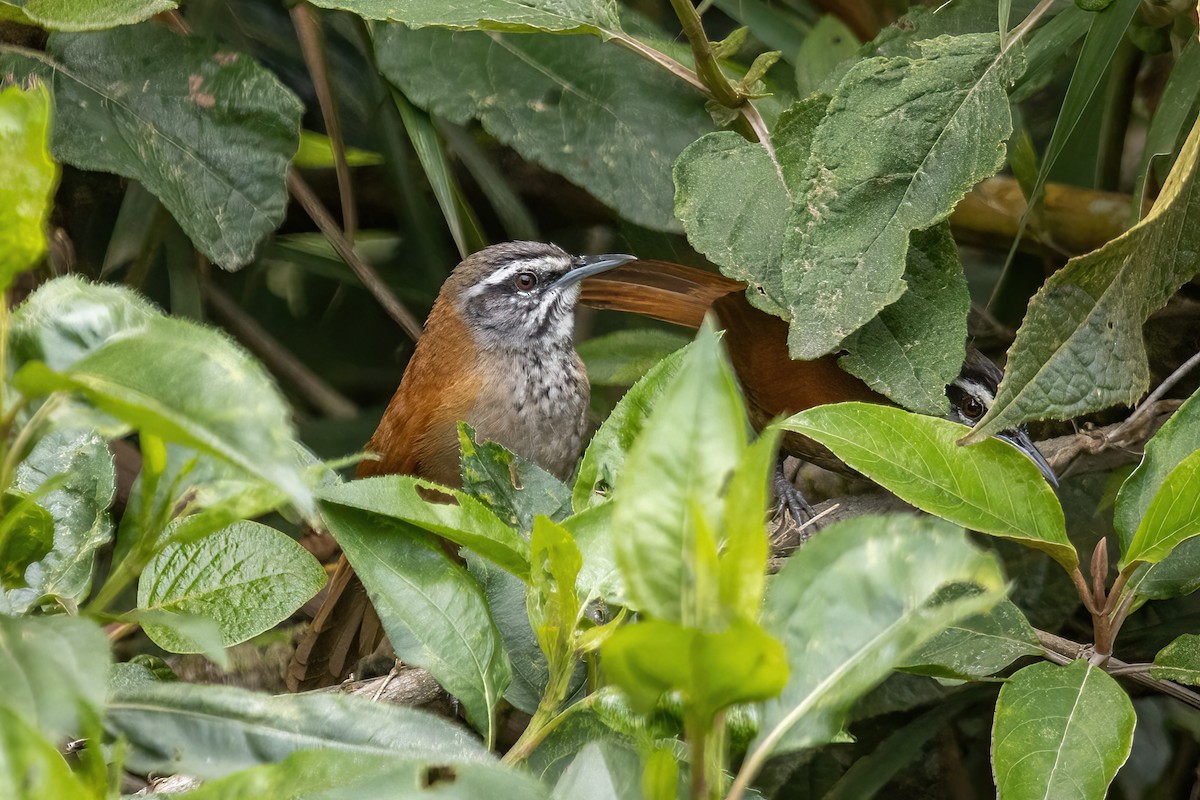 Plain-tailed Wren - Dave Rodriguez