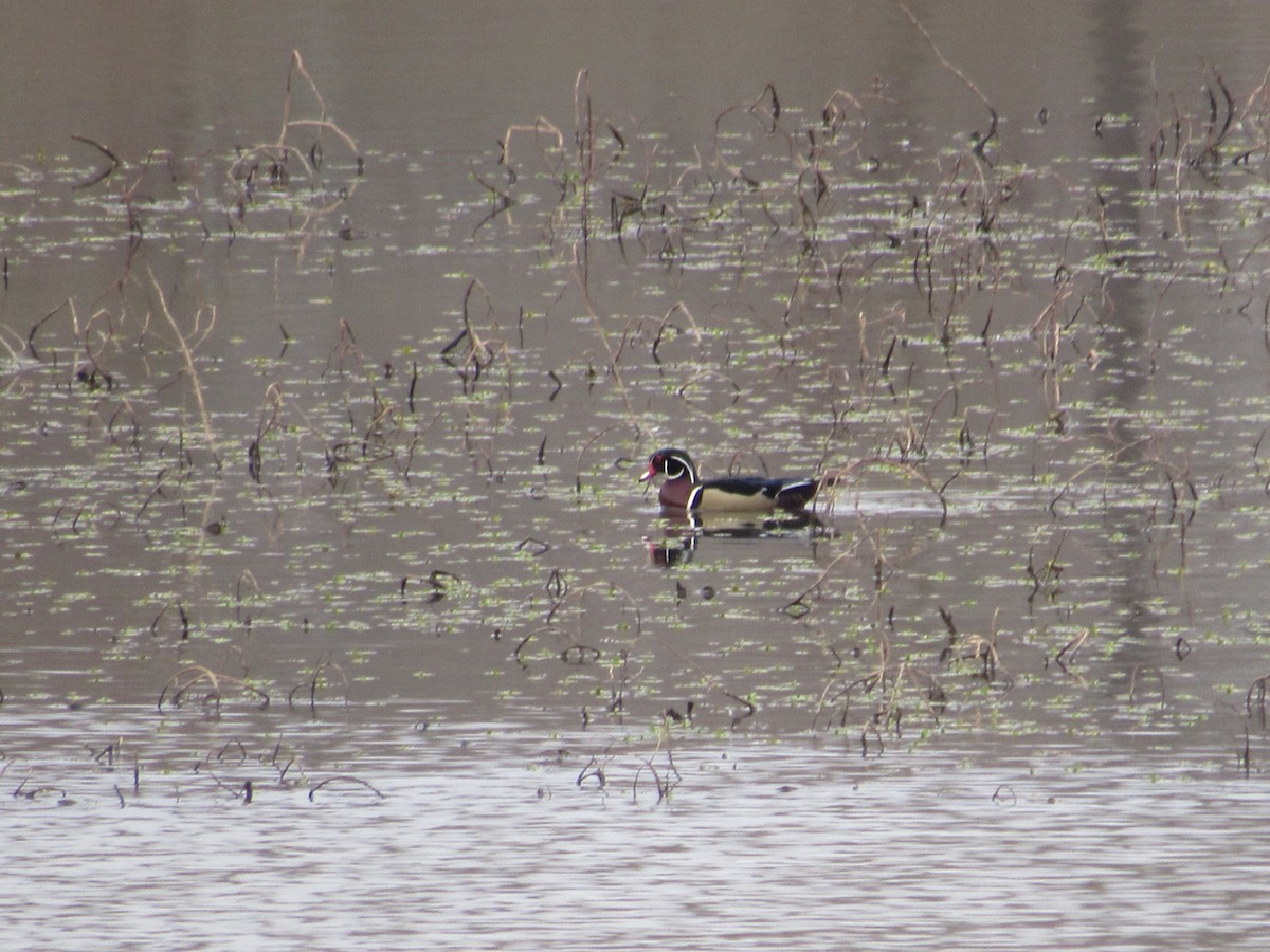 Wood Duck - ML615510067