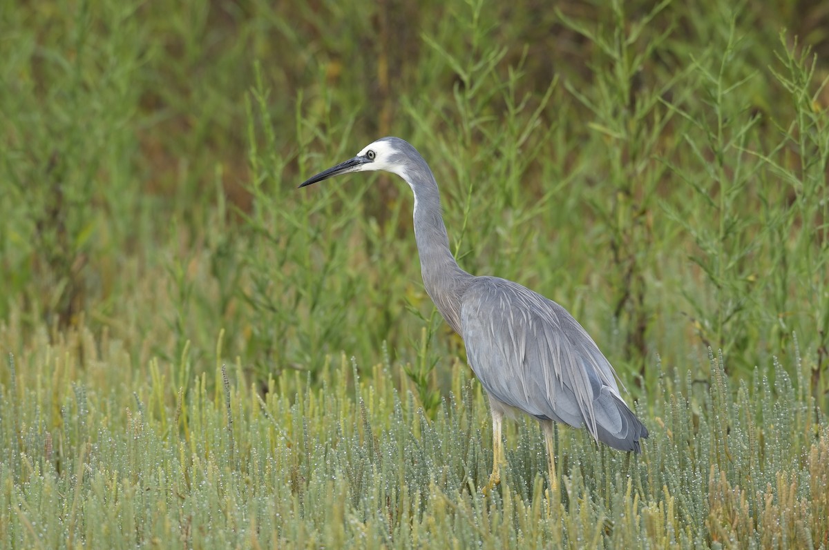 White-faced Heron - Cody Matheson