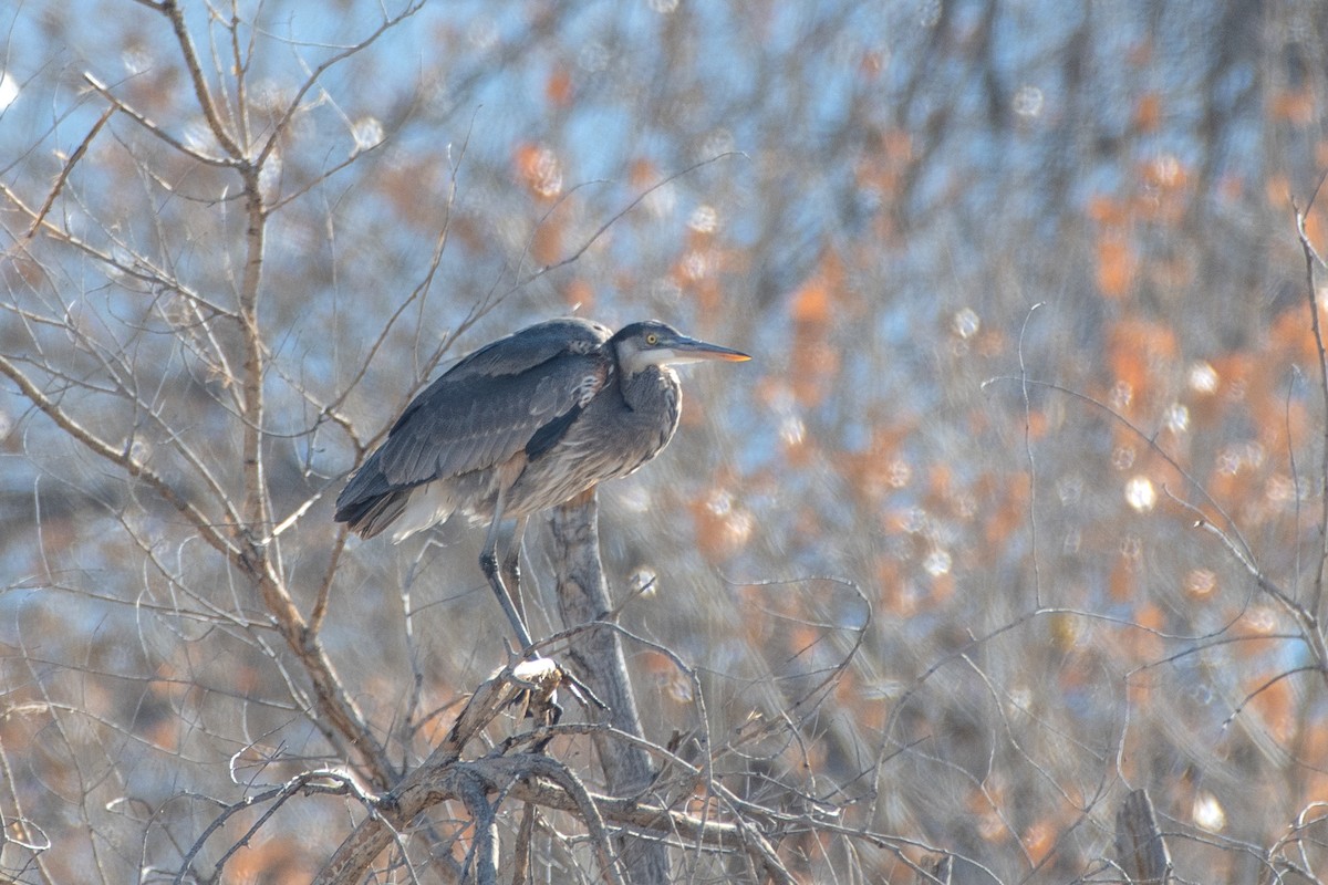 Great Blue Heron - ML615510082