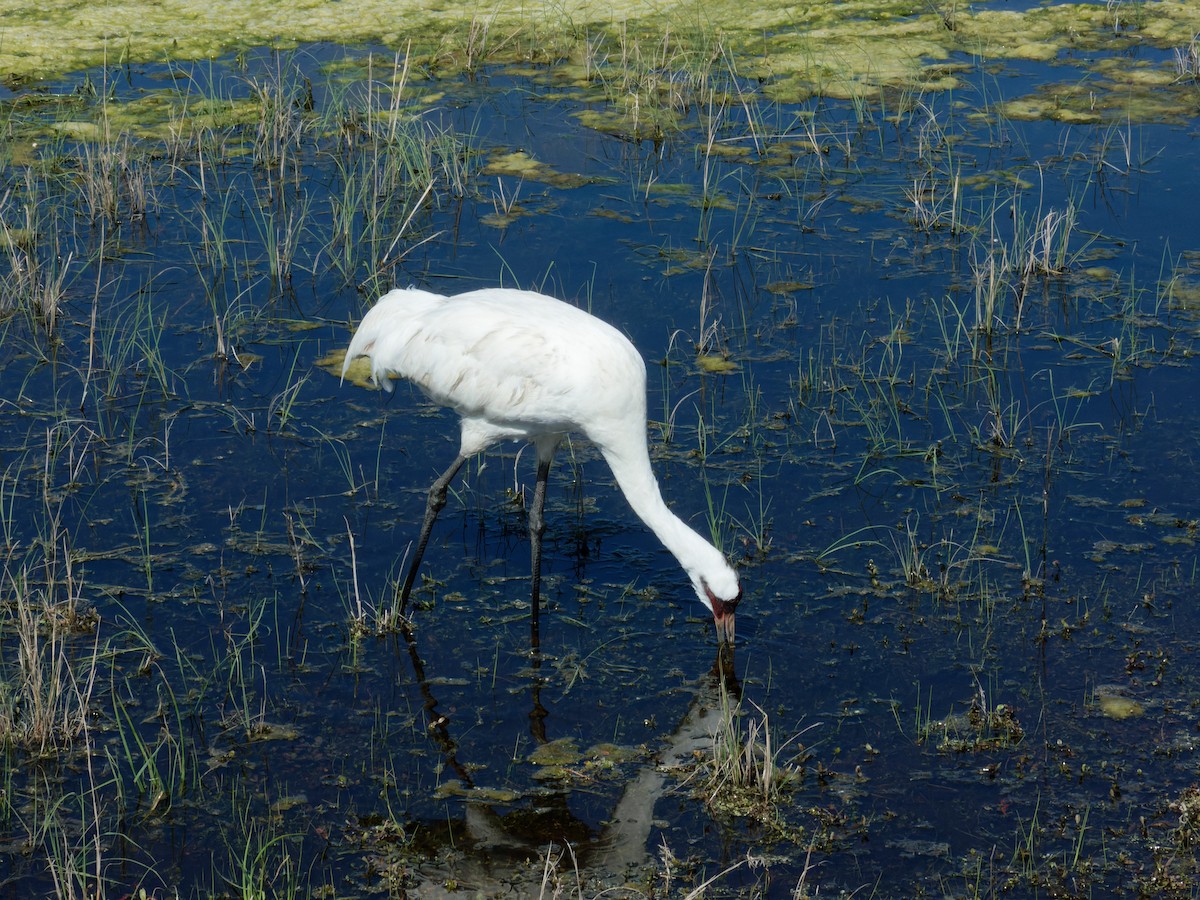 Whooping Crane - ML615510083