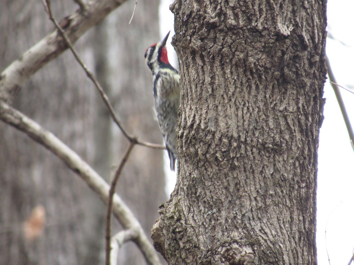 Yellow-bellied Sapsucker - ML615510084