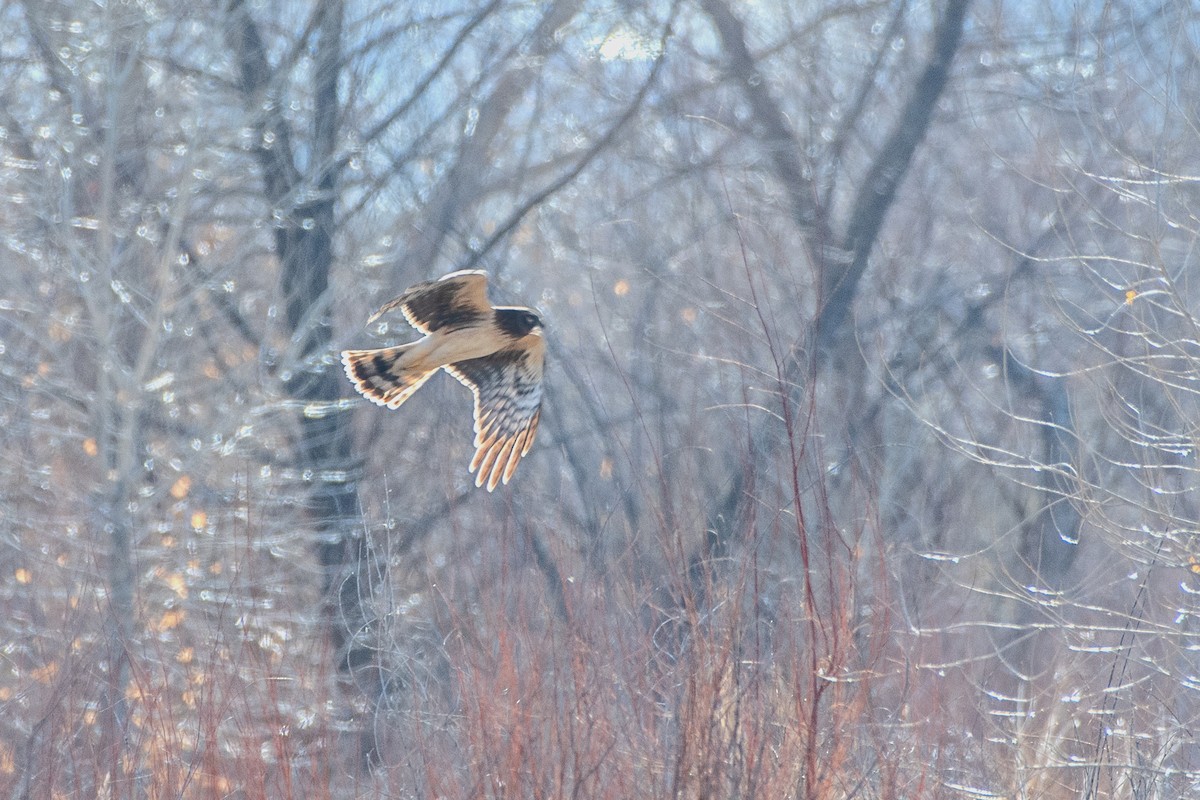 Northern Harrier - ML615510093