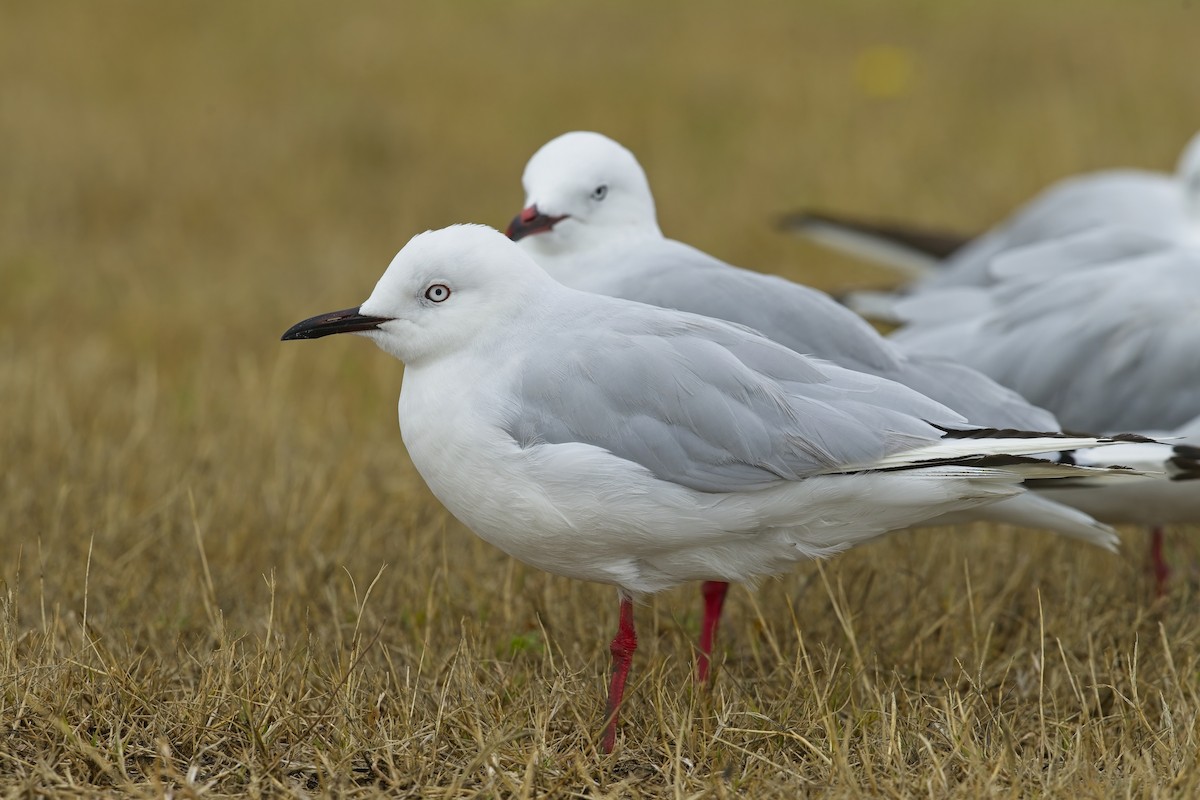 Black-billed Gull - Cody Matheson