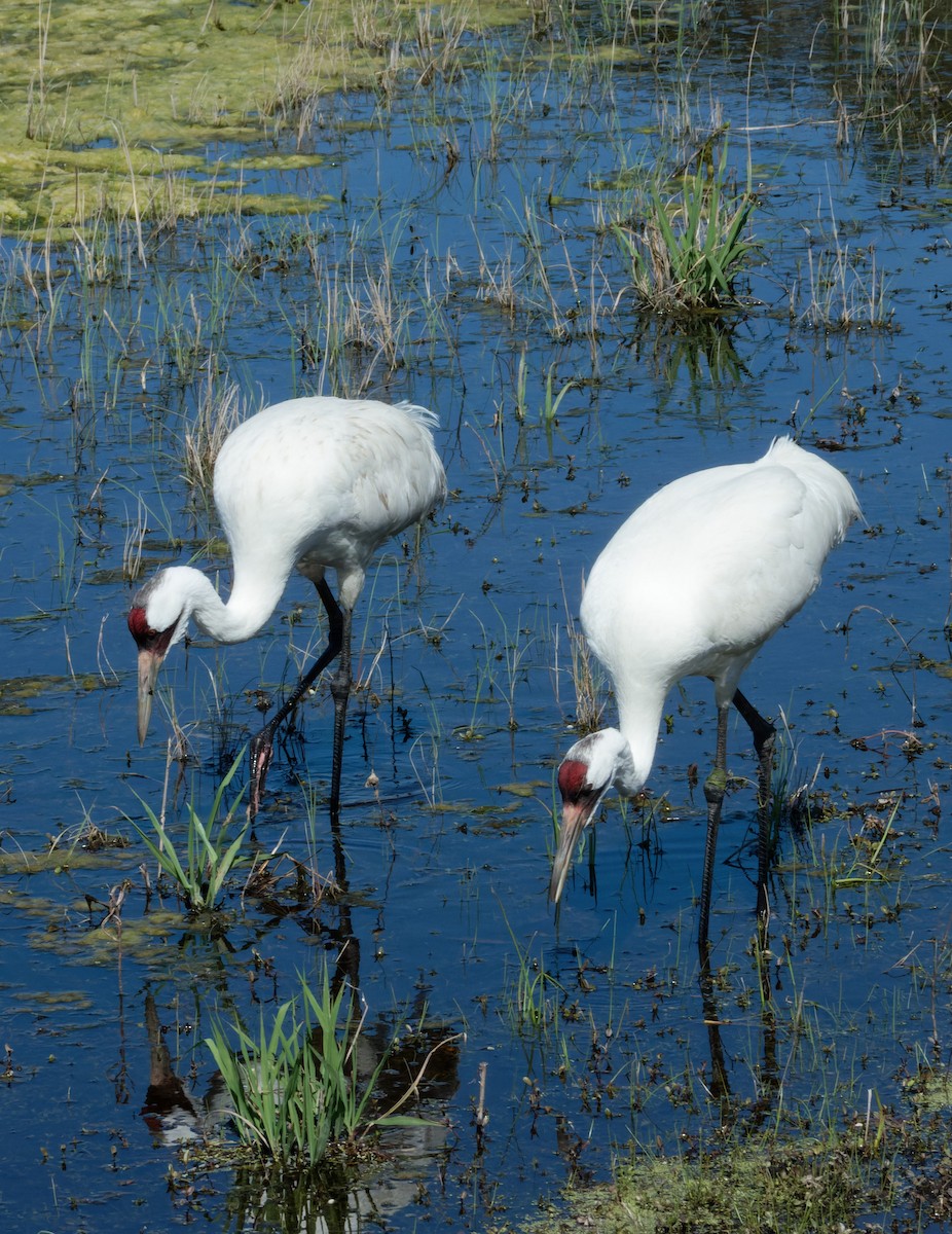 Whooping Crane - ML615510112