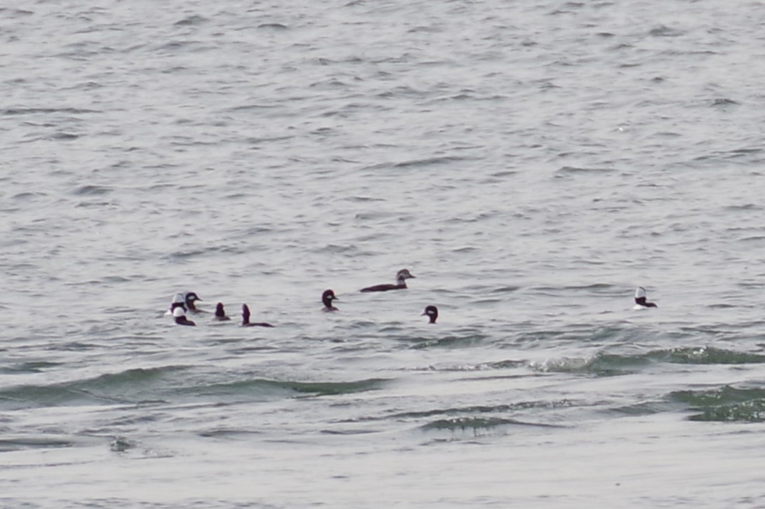 Long-tailed Duck - ML615510156