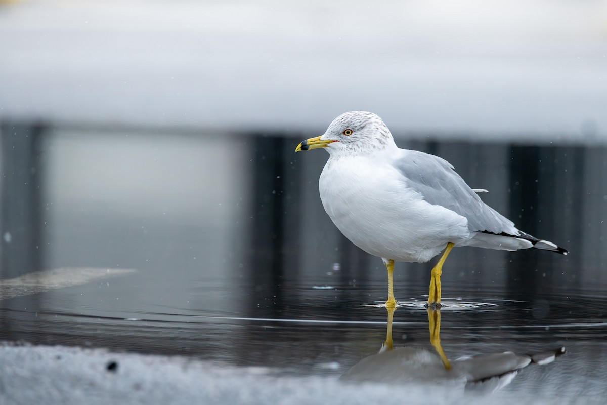 Ring-billed Gull - ML615510173