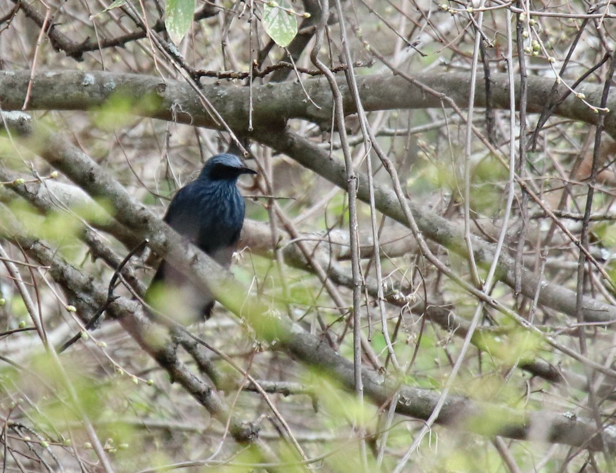 Blue Mockingbird - ML615510182
