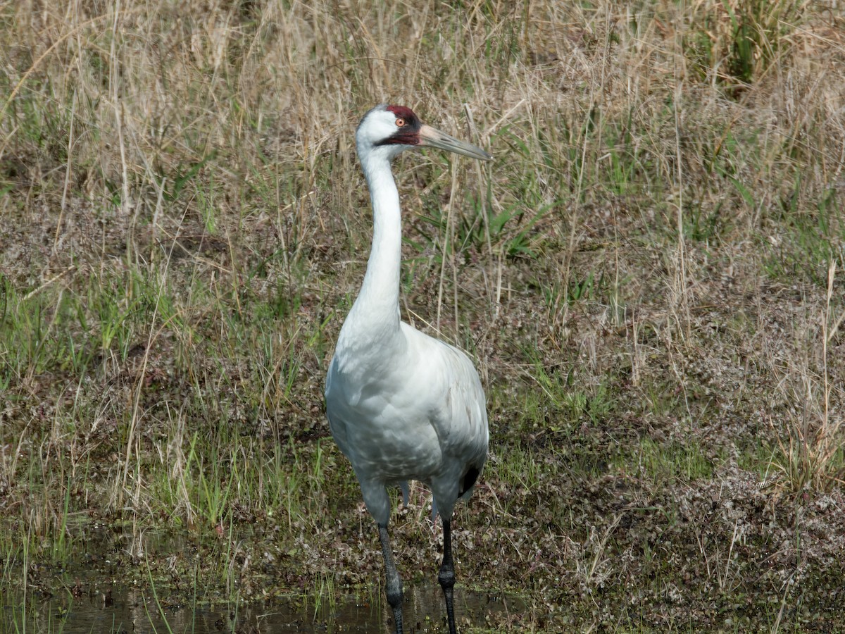 Grue blanche - ML615510207