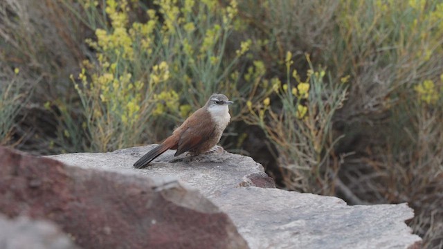 チリーカマドドリ - ML615510208