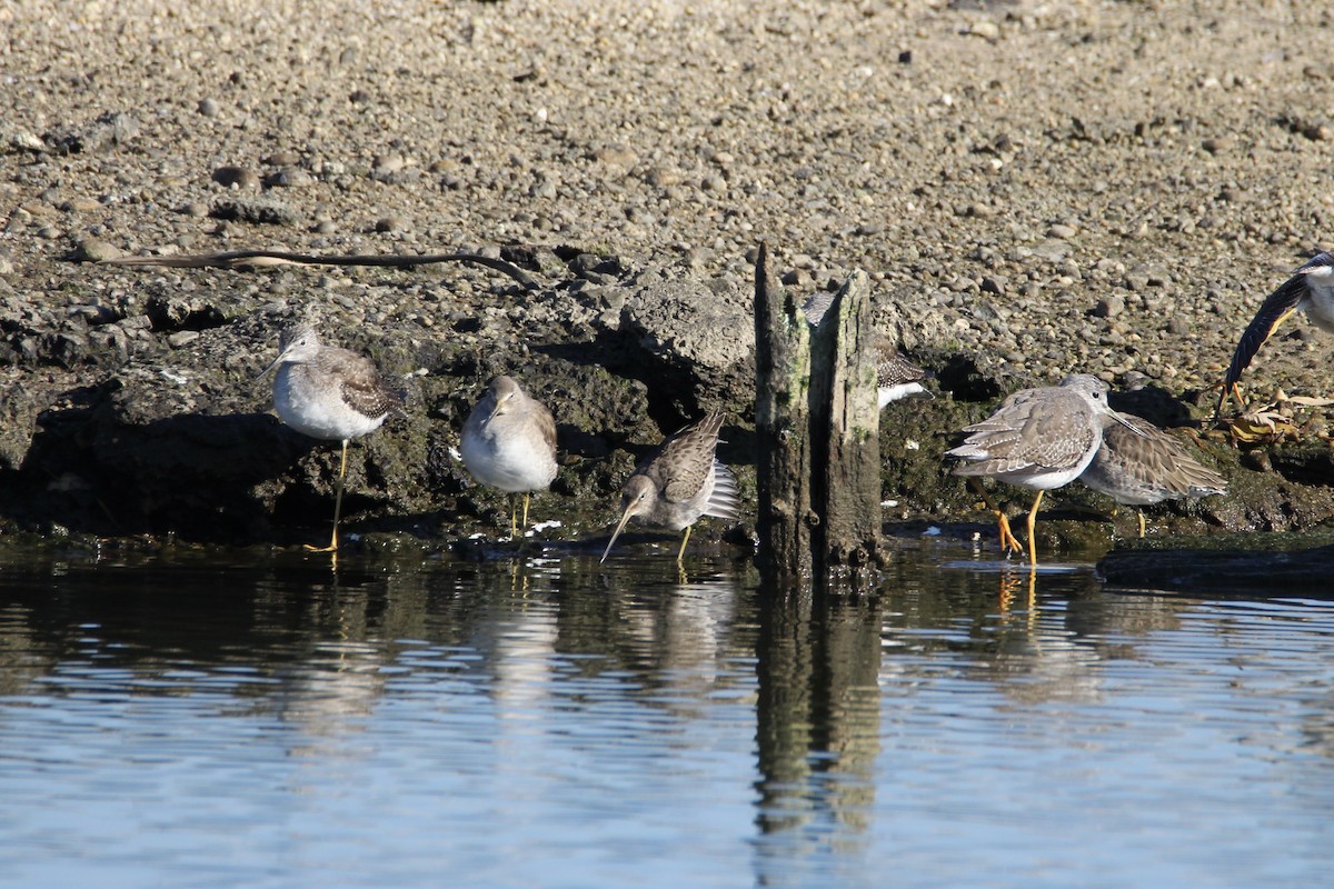 Long-billed Dowitcher - Mark Brompton
