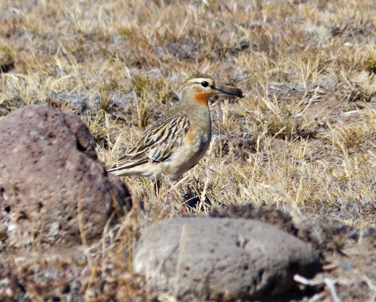 Tawny-throated Dotterel - ML615510229