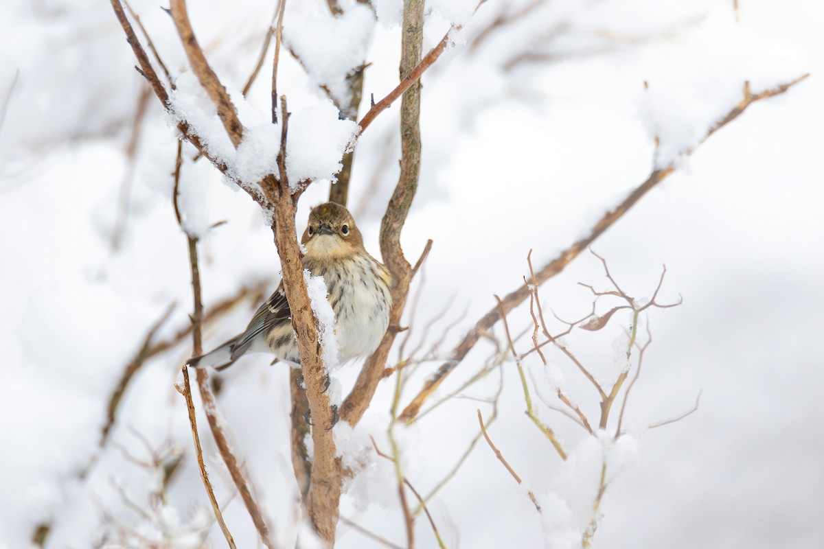 Пісняр-лісовик жовтогузий (підвид coronata) - ML615510232