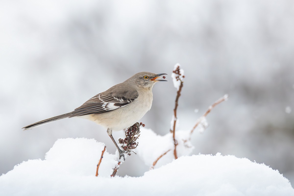 Northern Mockingbird - ML615510240