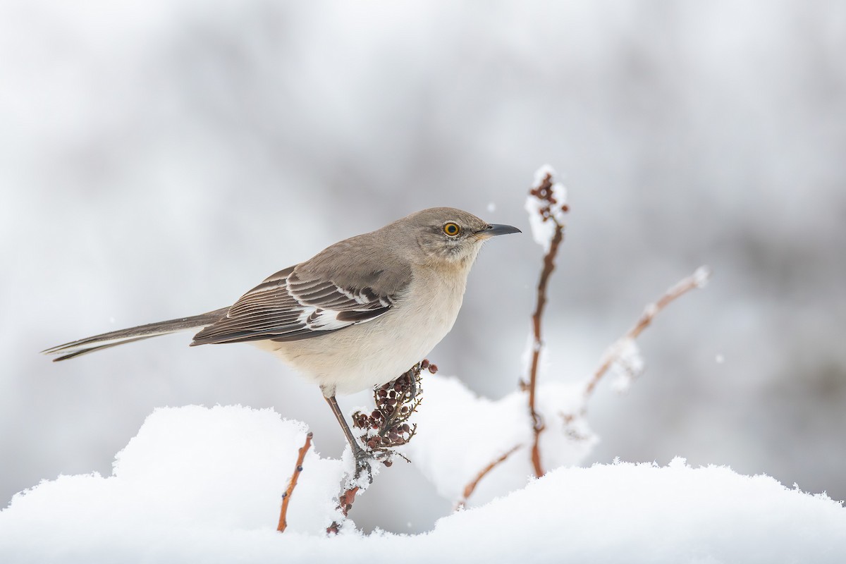 Northern Mockingbird - Alex Busato