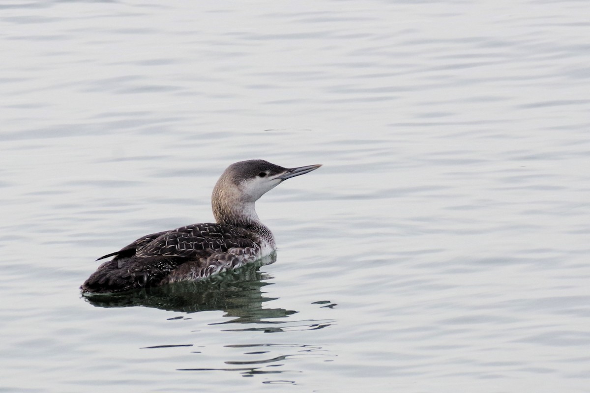 Red-throated Loon - ML615510243