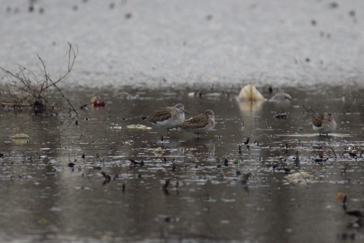 Long-billed Dowitcher - ML615510244