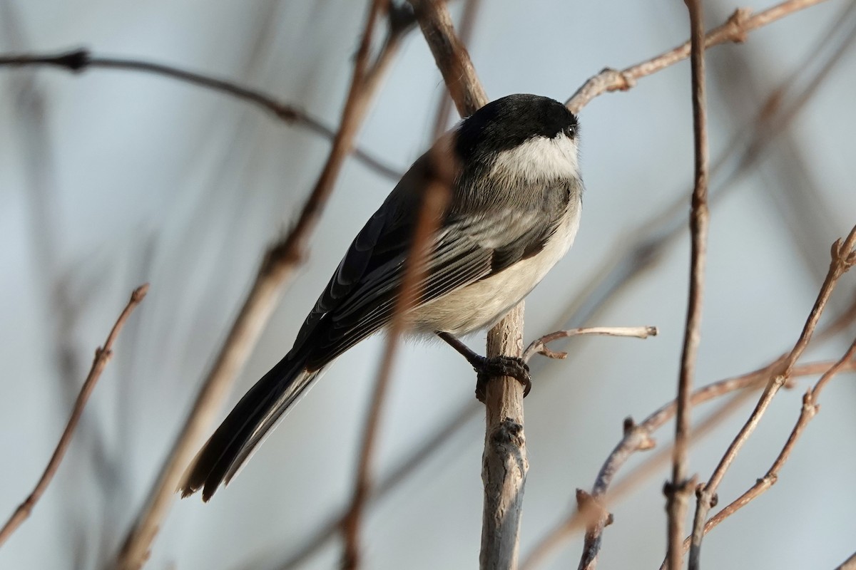 Black-capped Chickadee - ML615510249