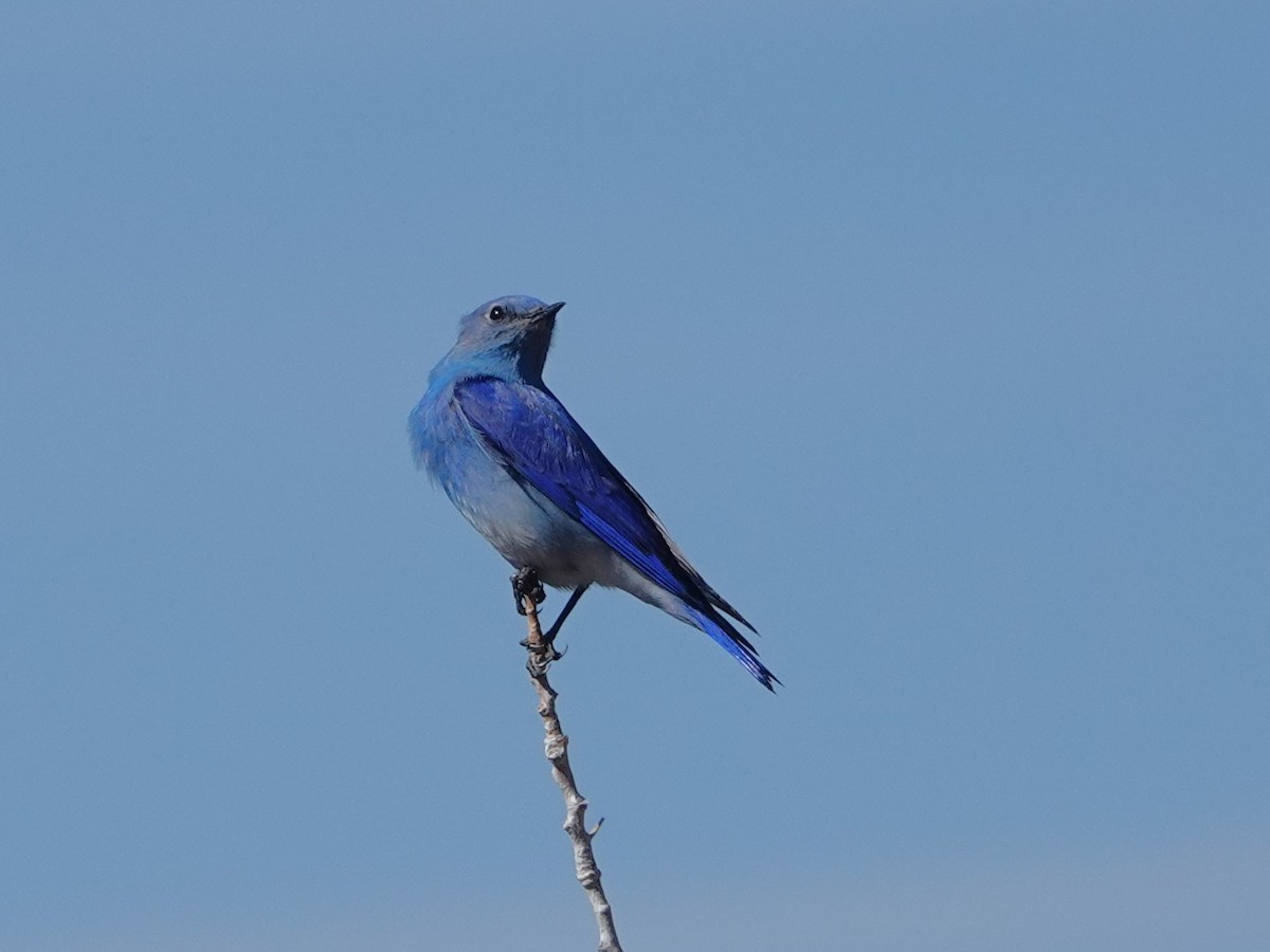 Mountain Bluebird - ML615510251