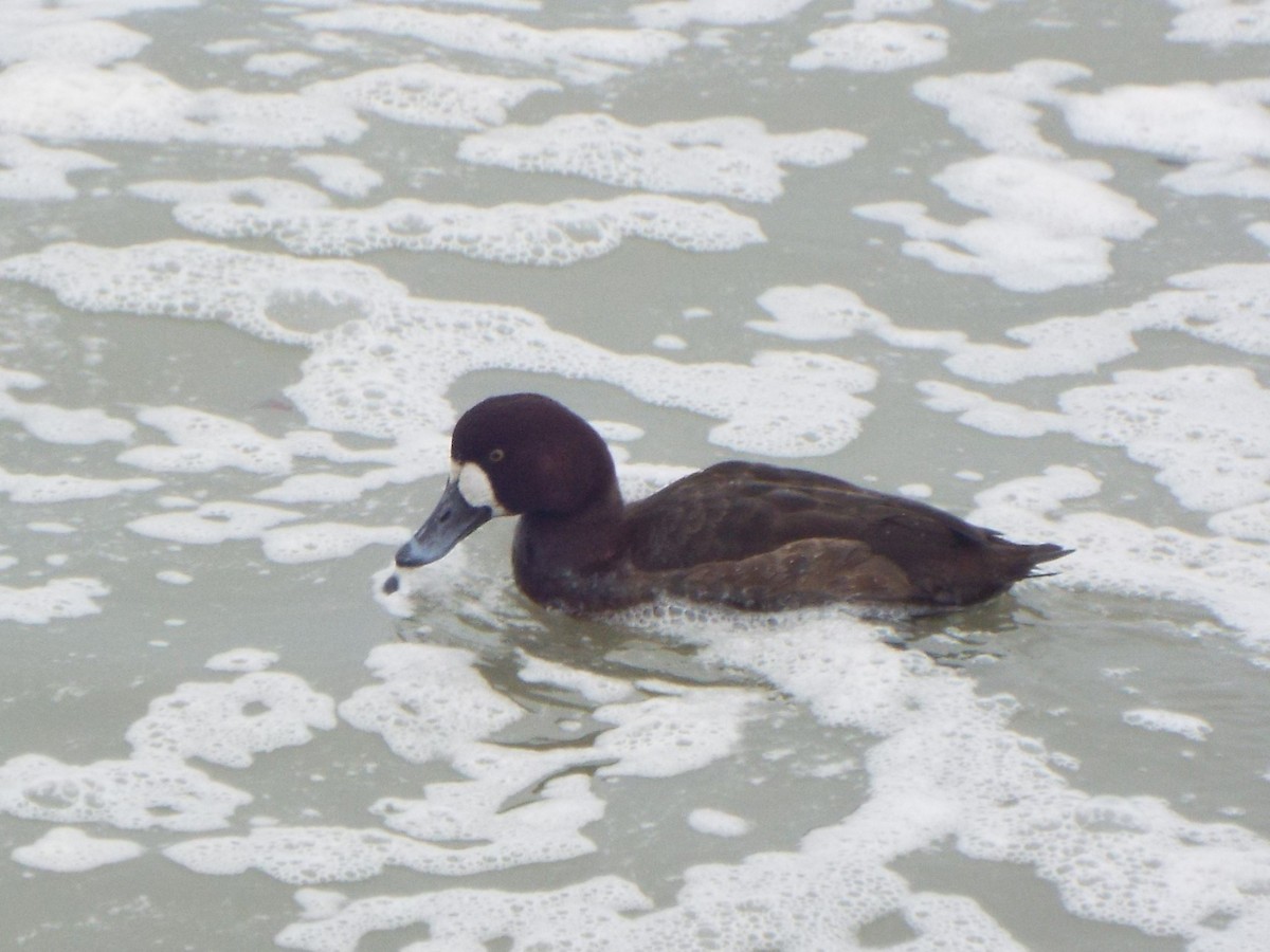 Greater Scaup - ML615510256