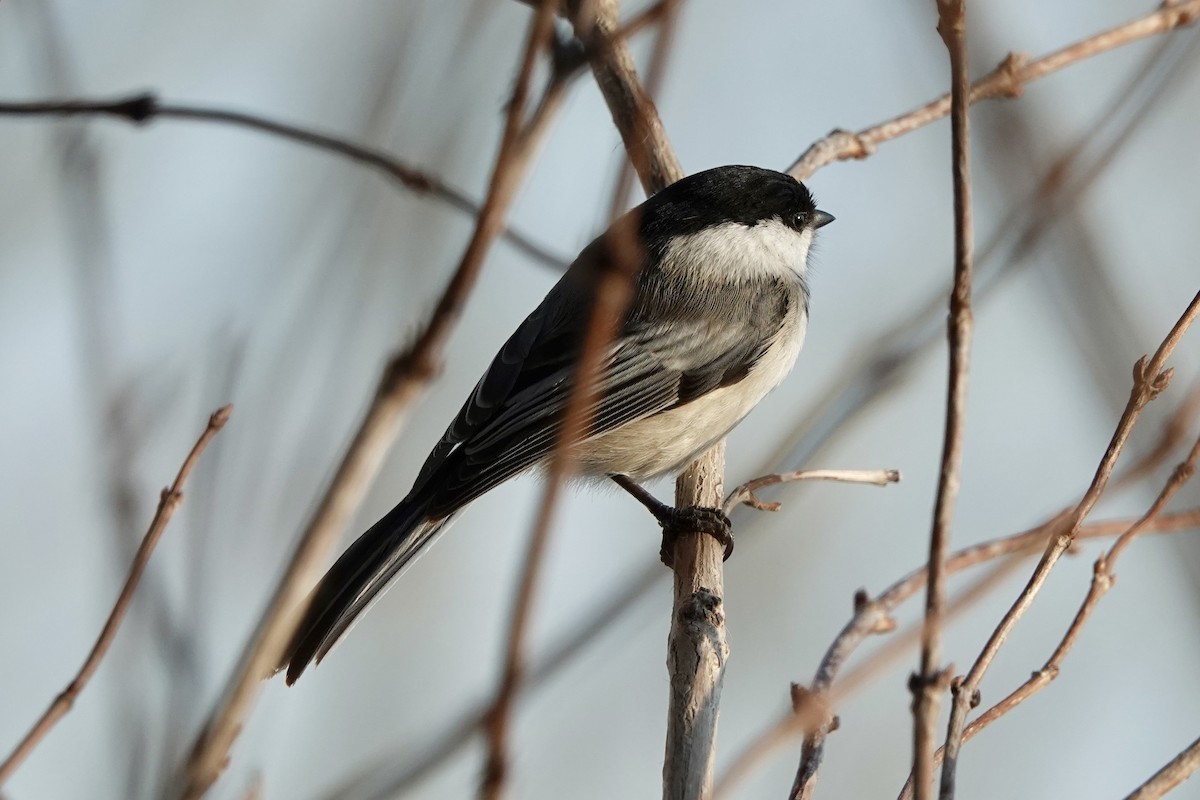 Black-capped Chickadee - ML615510258