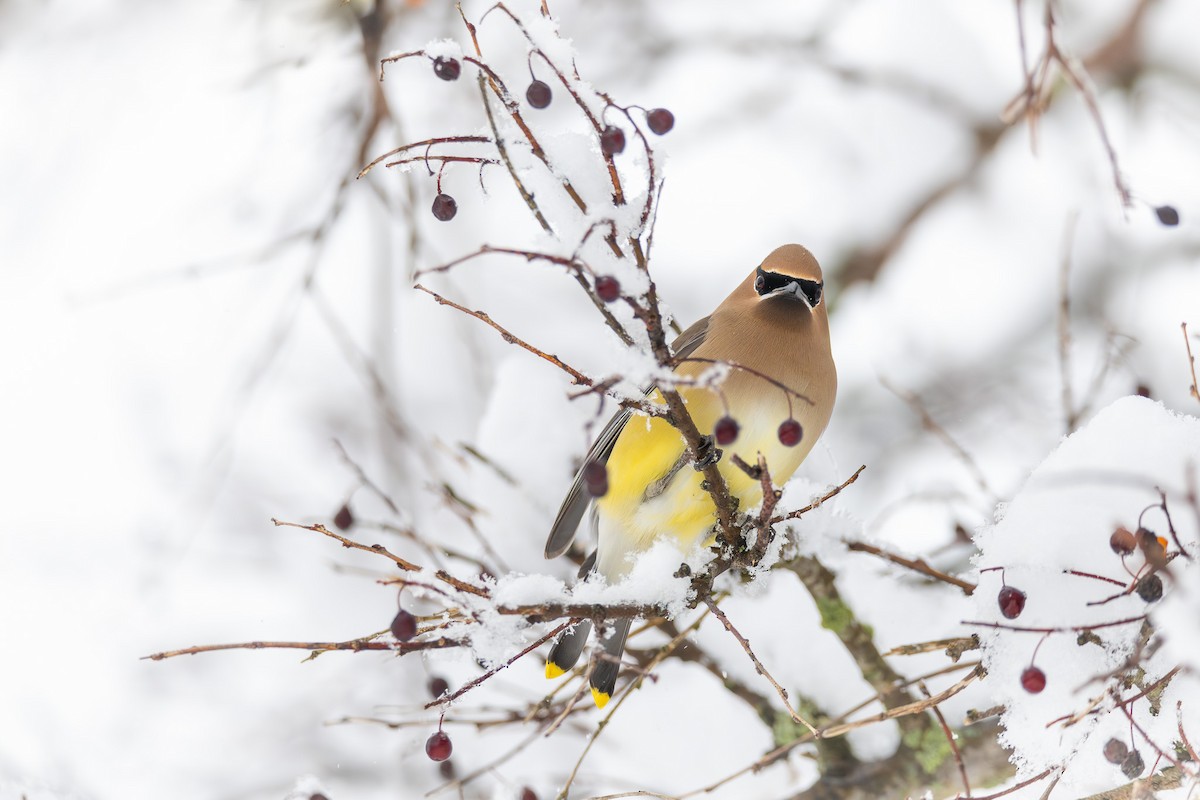 Cedar Waxwing - Alex Busato