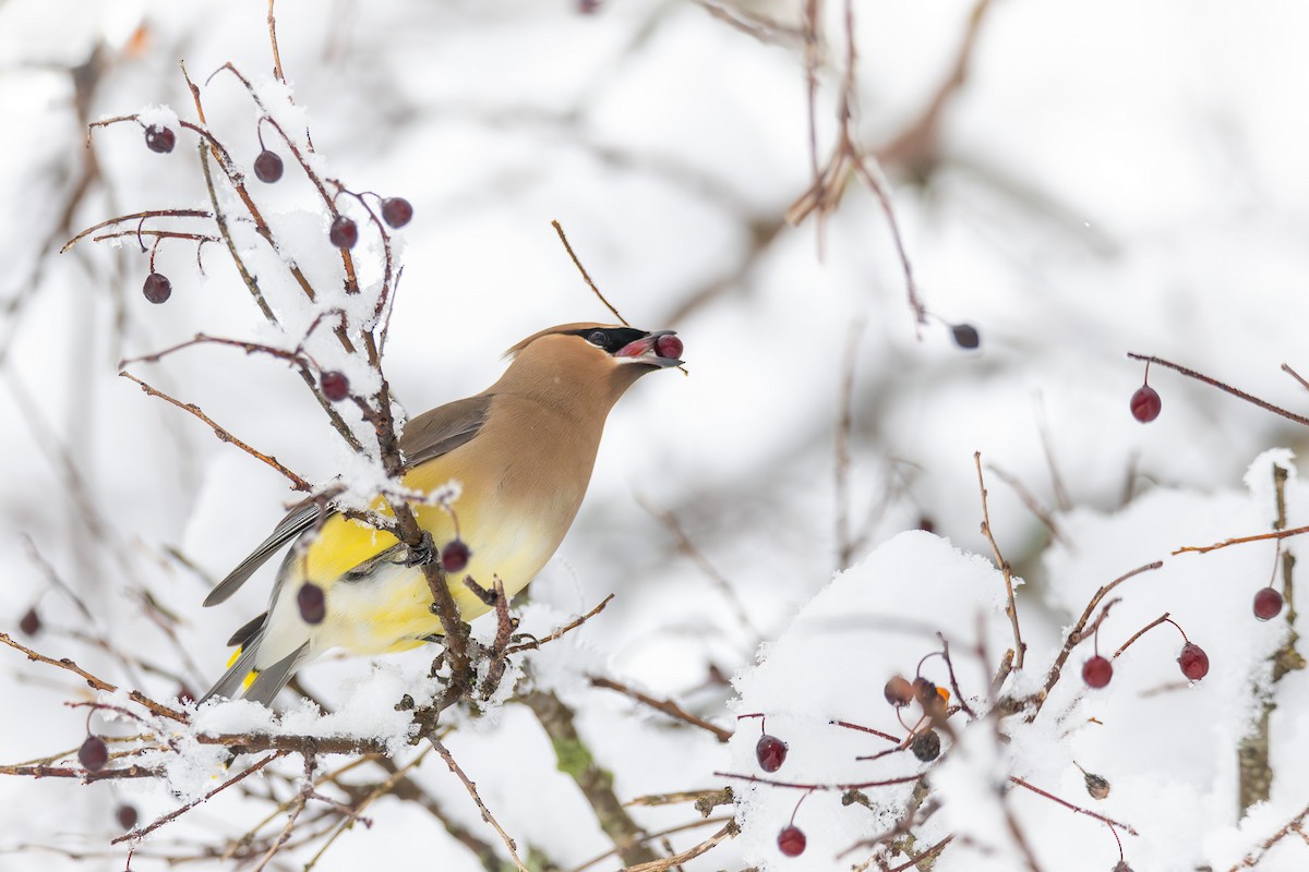 Cedar Waxwing - ML615510277