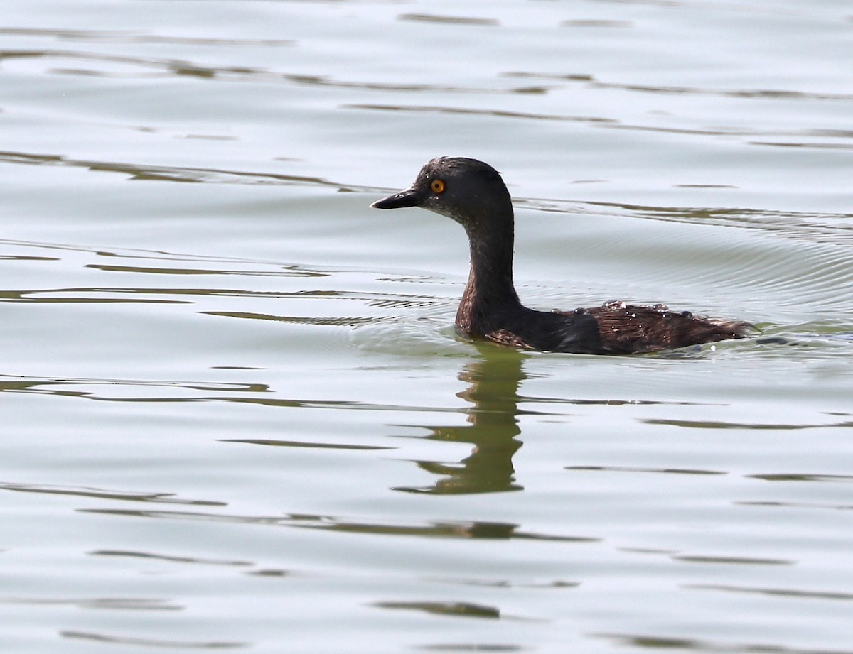 Least Grebe - ML615510284