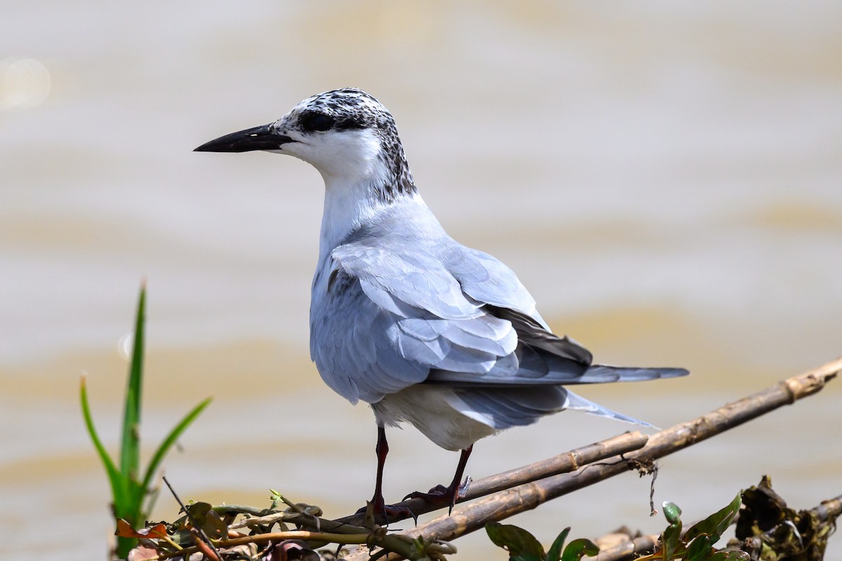 Whiskered Tern - ML615510288