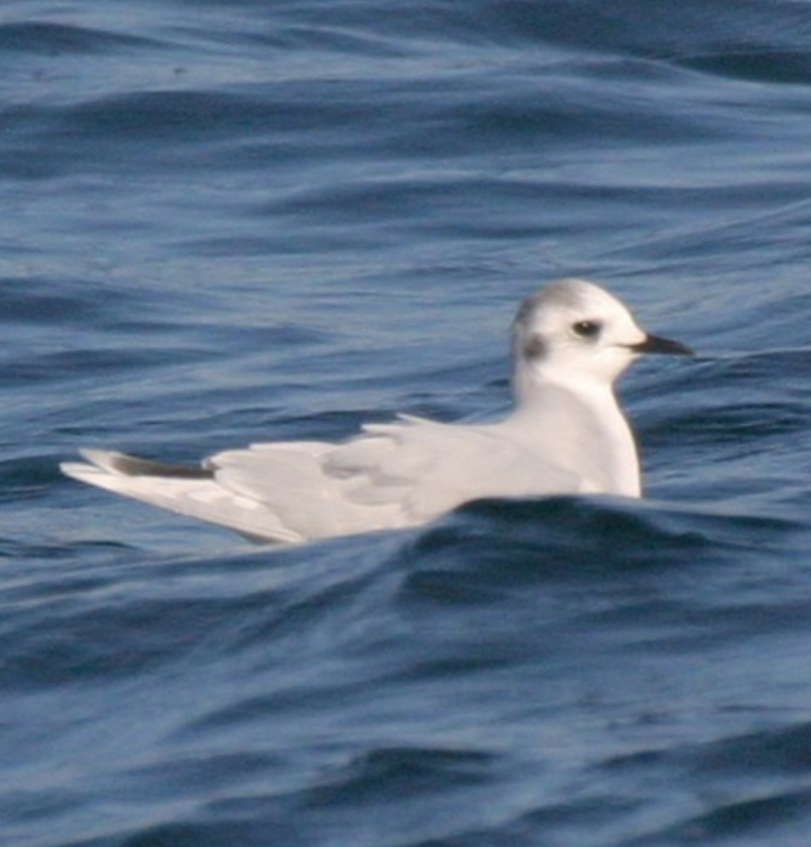 Little Gull - ML615510323