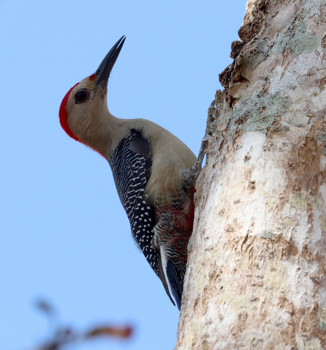 Golden-fronted Woodpecker - ML615510353