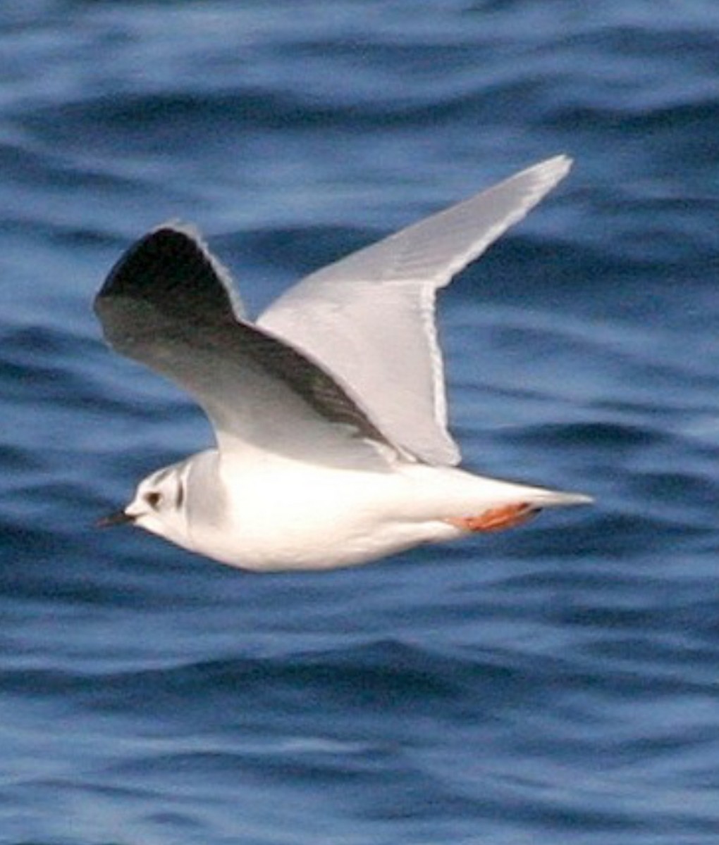 Little Gull - ML615510354