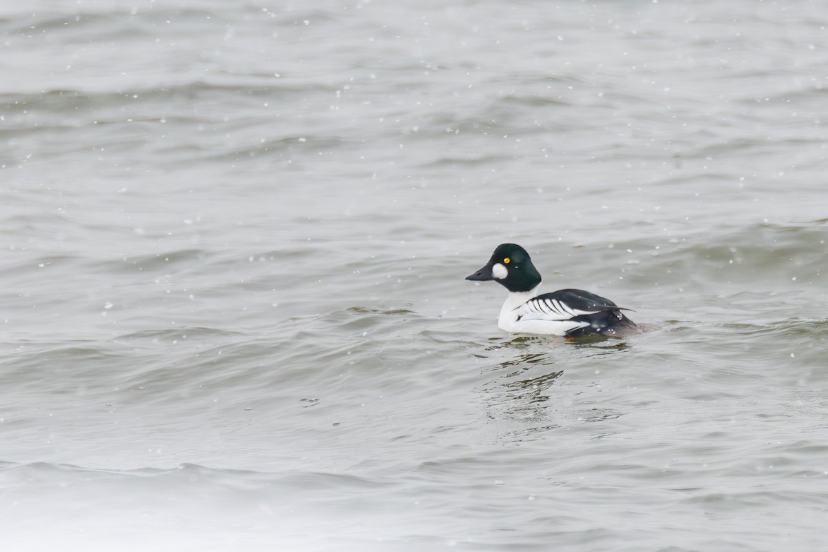 Common Goldeneye - ML615510404