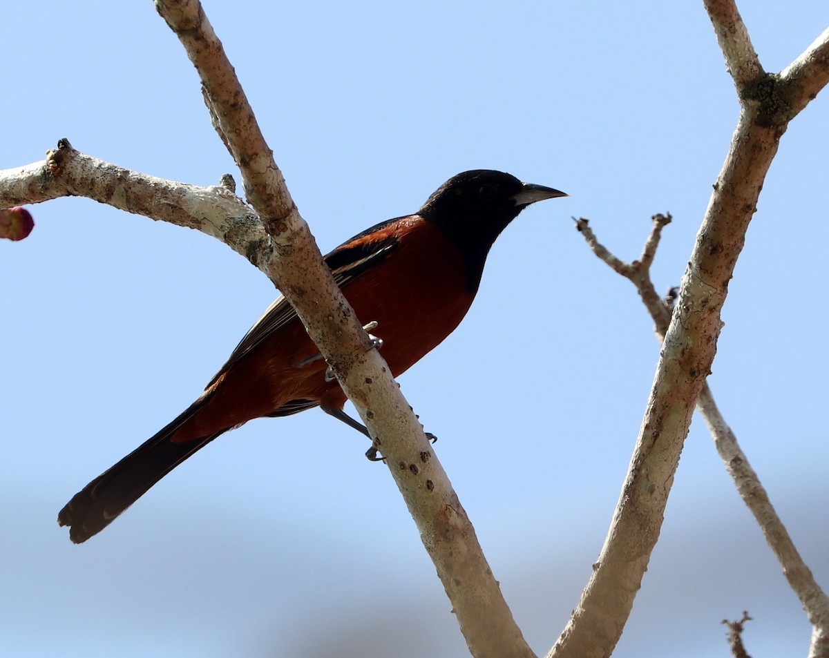 Orchard Oriole - ML615510412