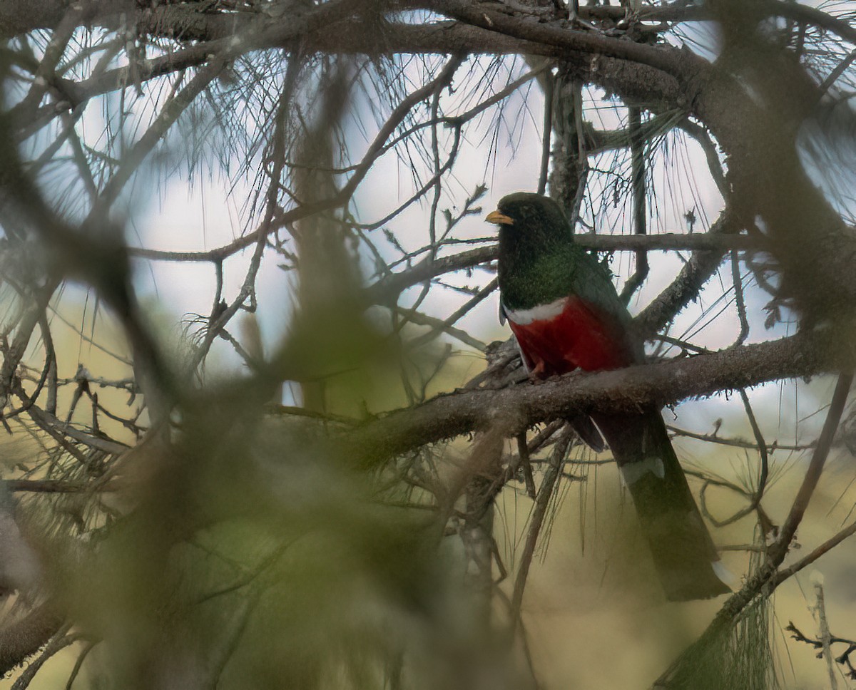 Mountain Trogon - Anne Heyerly