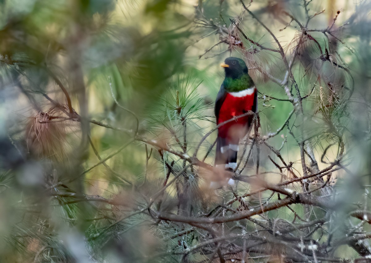 Mountain Trogon - Anne Heyerly