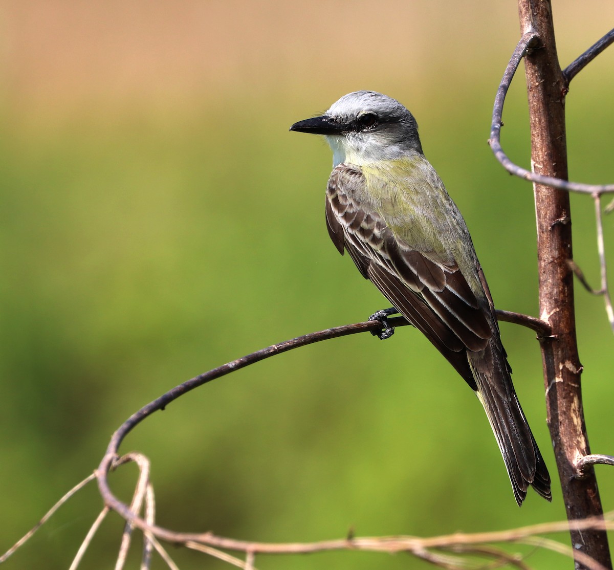 Tropical Kingbird - ML615510458