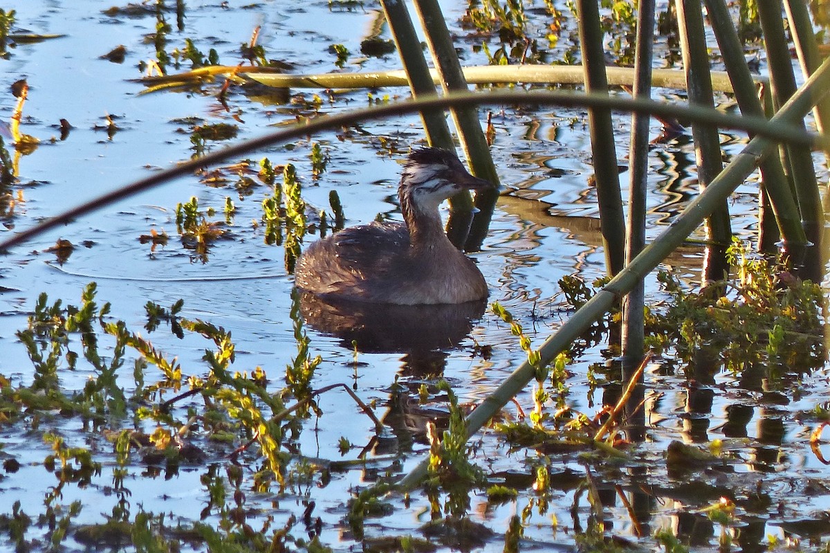 White-tufted Grebe - ML615510481