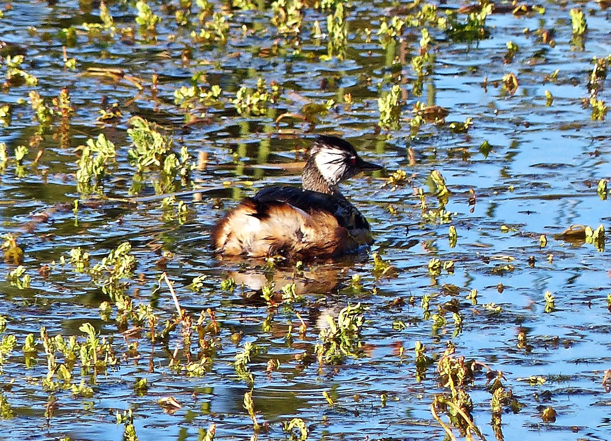 White-tufted Grebe - ML615510482